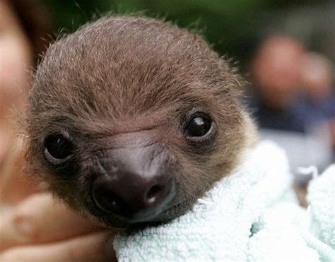 Baby sloth : r/sloths