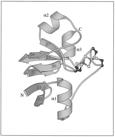 Ferredoxin structure. Ferredoxins from photosynthetic organisms have ...