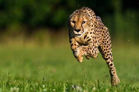 Cheetah Vs Usain Bolt