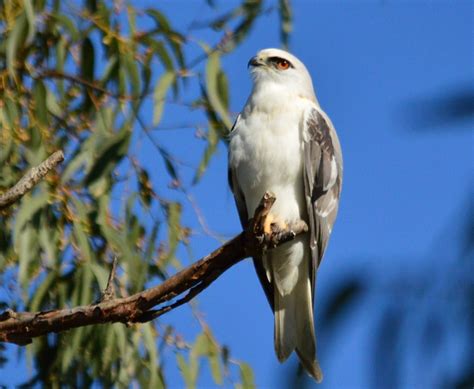 Black-shouldered kite | BIRDS in BACKYARDS