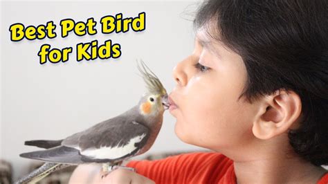 Pet Birds For Kids