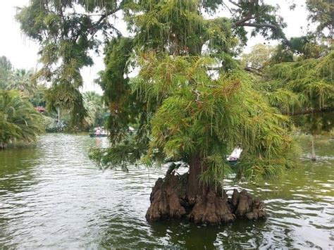 Cu Nta Agua Necesita Un Rbol Por Semana Nucleo Jardin