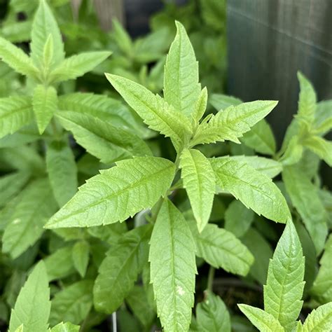 Lemon Verbena Grownmedz