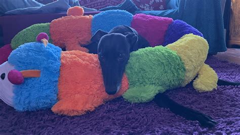 Echo Finally Joined The Cuddle Caterpillar Club R Greyhounds