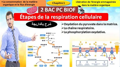 Les Tapes De La Respiration Cellulaire Svt Bac Pc Biof