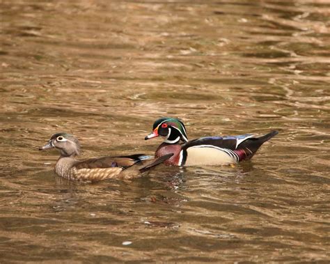 Wood Duck Pair Smithsonian Photo Contest Smithsonian Magazine