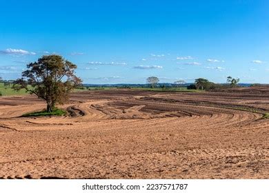 2,312 Peanuts Plantation Images, Stock Photos & Vectors | Shutterstock