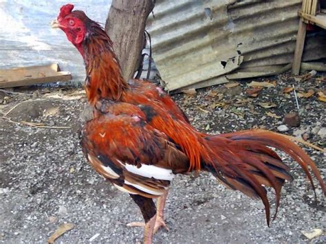 Ayam Bangkok Berdasarkan Warna Agro Budidaya