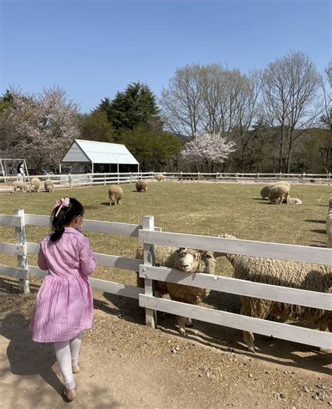 울산 아이와 가볼만한 곳 포니랜드 승마체험 양먹이주기 네이버 블로그