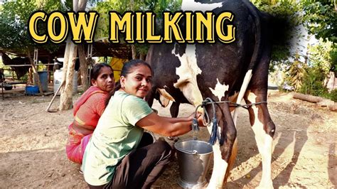 Buffalo Milking By Hand Indian Village Girls Lifestyle Vlogs Cow