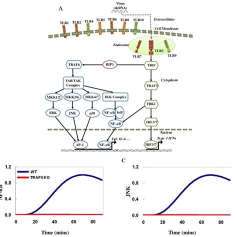 A Schematic Representation Of The Updated TLR3 Model After Changing