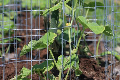 Cucumber Vine Trellis