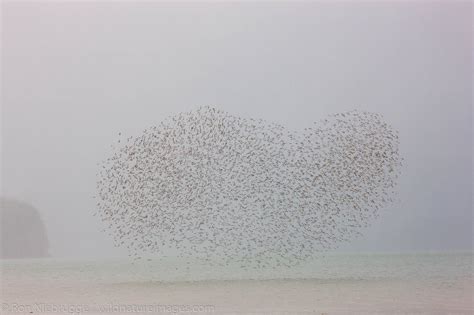 Shorebird migration | Chugach National Forest, Alaska | Photos by Ron ...