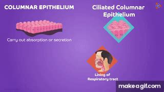 Types of Epithelial Tissue | Animal Tissues | Don't Memorise on Make a GIF