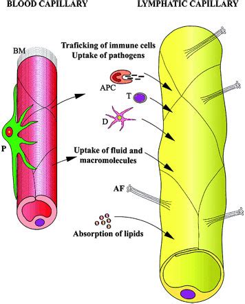 Cardiovascular System Lymphatic Development Embryology