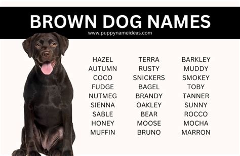 150+ Brown Dog Names - Puppy Name Ideas