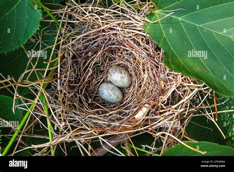 Blue Bird Eggs With Brown Spots