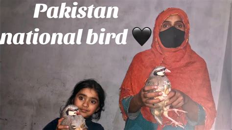 Pakistan ka national bird chakor 😍 - YouTube