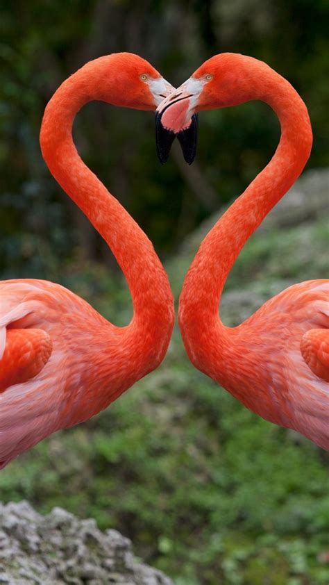 Pink Flamingos With Heart Shaped Necks Miami Florida Usa Windows