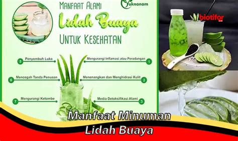 Temukan Khasiat Minuman Lidah Buaya Yang Jarang Diketahui Biotifor