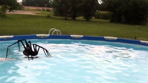 Spiders Do Walk On Water And They Have Attacked Youtube