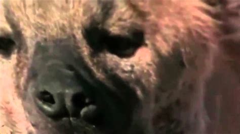 Lions Documentary Lion vs Hyena Lions Fight To Death National Geographic Full Documentary 2015 ...