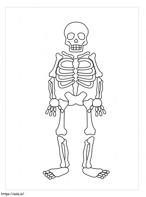 Axial Skeleton Coloring Page