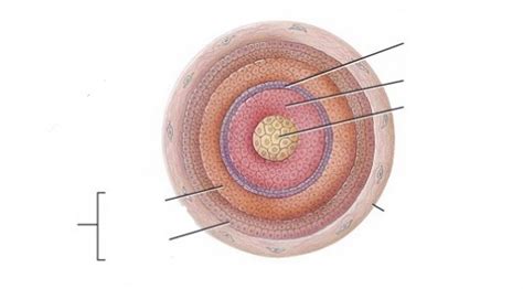 Diagram of Hair Root (Transverse Section) | Quizlet