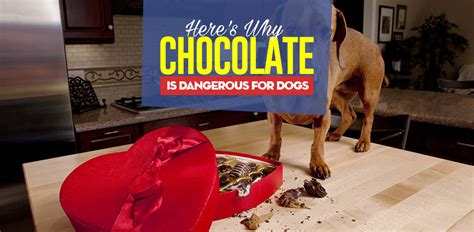 Can Dogs Eat Chocolate and Why Is Chocolate Bad for Dogs Exactly?