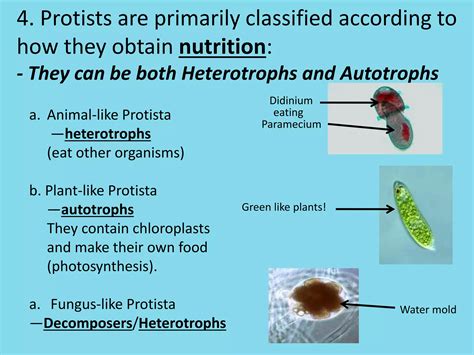 Protistpowerpointpptx