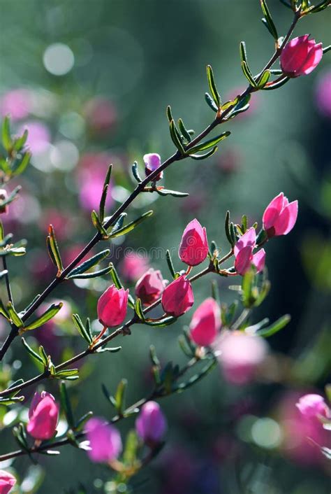 Flores Rosas Retroiluminadas Y Brotes De Boronia Ledifolia Nativa