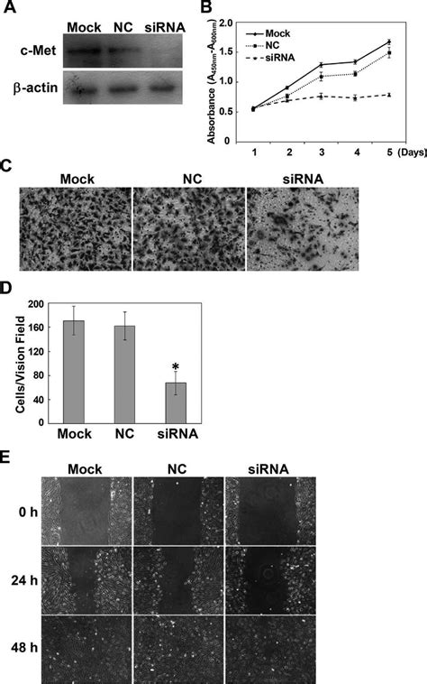 Downregulation Of C Met Inhibited Rpe Cell Proliferation And Migration Download Scientific