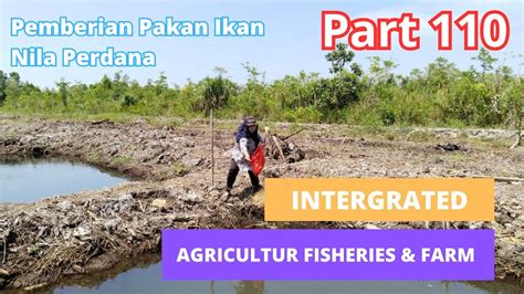 Pengelolaan Lahan Pertanian Pasang Surut Part Edisi Pemberian