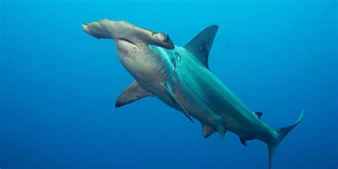 Hammerhead Sharks Department Of Biodiversity Conservation And