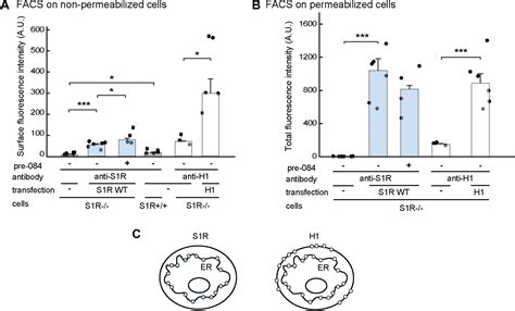 The Sigma 1 Receptor Is An Er Localized Type Ii Membrane Protein