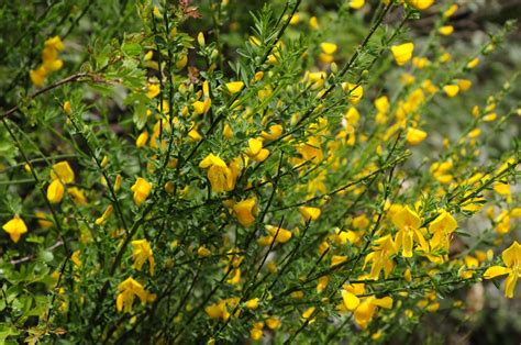 Escobas Cytisus Scoparius