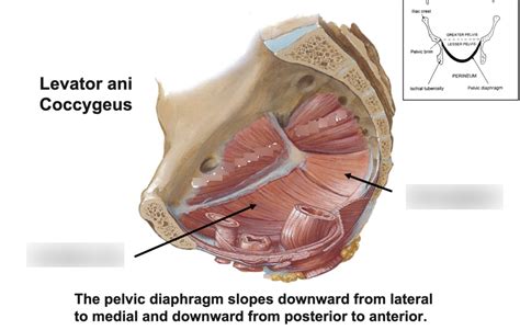 Pelvic Floor Muscles Diagram Quizlet