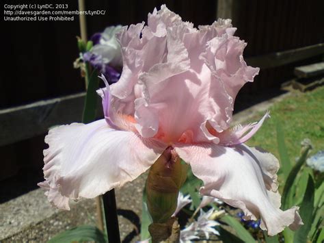 Plantfiles Pictures Tall Bearded Iris Twice Thrilling Iris By Tntigger