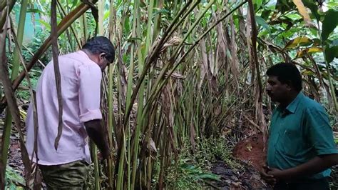 Cardamom Cultivation Practices Youtube