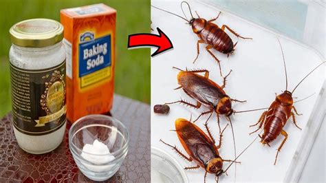 Best Home Remedy For Killing Bed Bugs In Your House How To Remove Bed