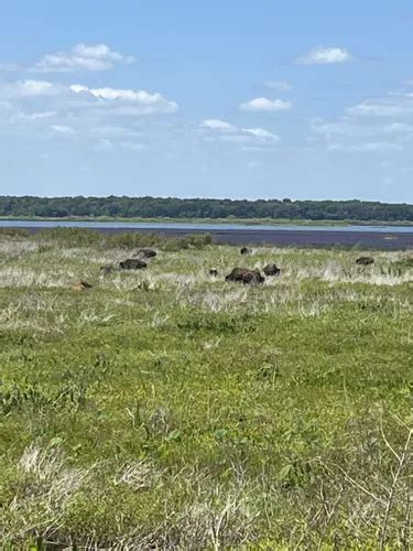 Best Wildlife Trails in Paynes Prairie Preserve State Park | AllTrails