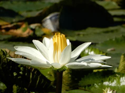 Fragrant Water Lily - Hoot Acre Farm