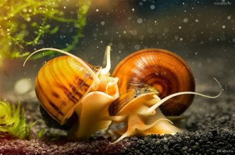 Застенчивость | Пикабу