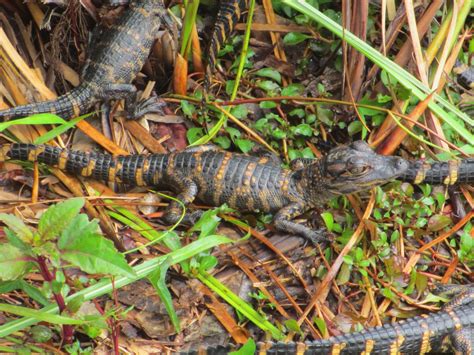 Cannundrums: American Alligator - Florida