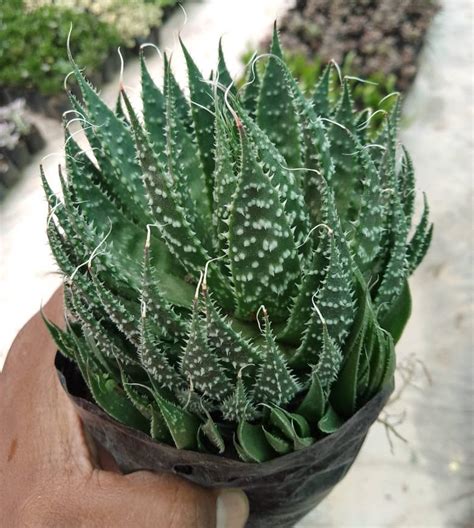 Aloe Aristata Lace Aloe Bhimtal Nursery