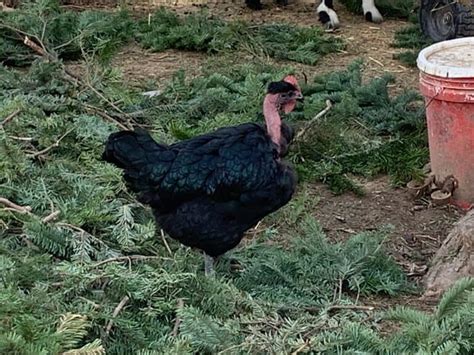 Naked Neck Chickens Aka Turkens Dual Purpose And Hardy