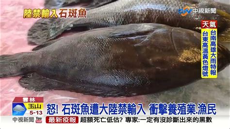 大陸再下禁令 6 13起暫停進口 台灣石斑魚 │ 中視新聞 20220611 Youtube