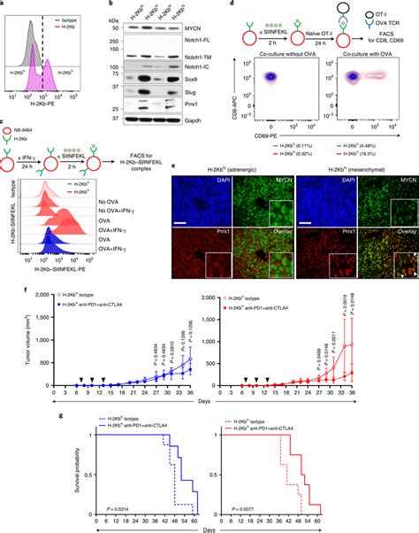 Mesenchymal Nb Cells Functionally Engage With Cytotoxic T Cells And Are