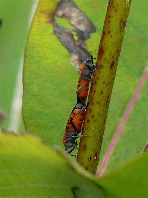 Small Milkweed Bug Project Noah