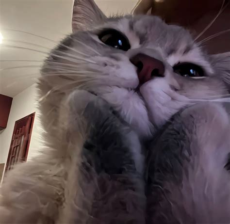 Cute Cat Discord Pfp